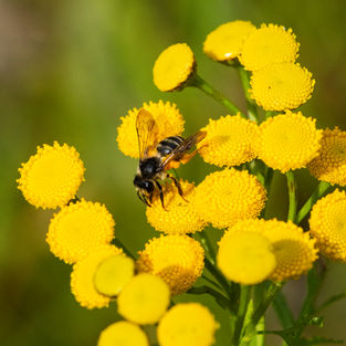 Floravandring på Garnisonen 8/8