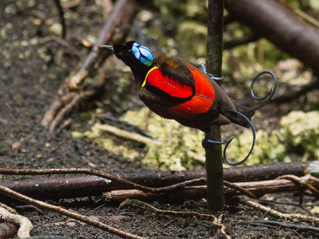 Paradisfåglar den 21
januari…