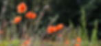 Bioblitz vallmon I 190824.jpg