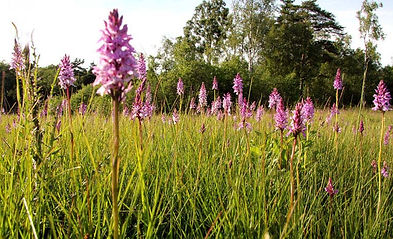 IMG_0709_Åraslövs_mosse__Jungfru_Marie_n