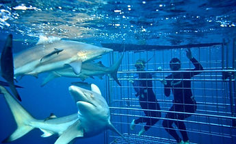 Shark Cage Diving & Whale Watching.jpg