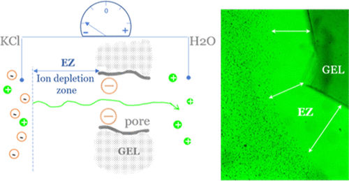 Cells in New Light: Ion Concentration, Voltage, and Pressure Gradients across a Hydrogel Membrane