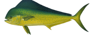 mahi mahi Large_edited.png