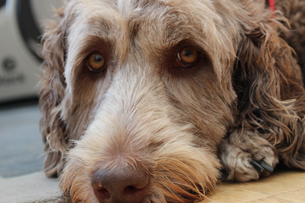 Why Dogs Should Never Be Disturbed While Resting or Sleeping