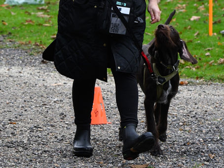 Dog Training Doesn’t Always Go to Plan — And That’s Completely Normal