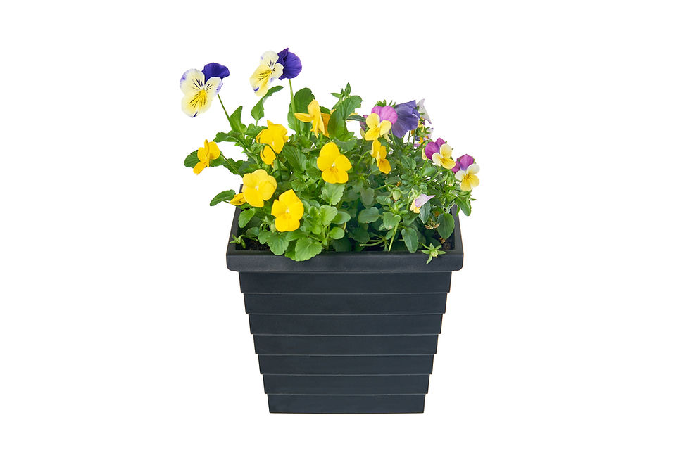Gabioka flowerbox simple in schwarz. Der Blumenkasten zum Einhängen ist quadratisch und aus Kunststoff gefertigt.
