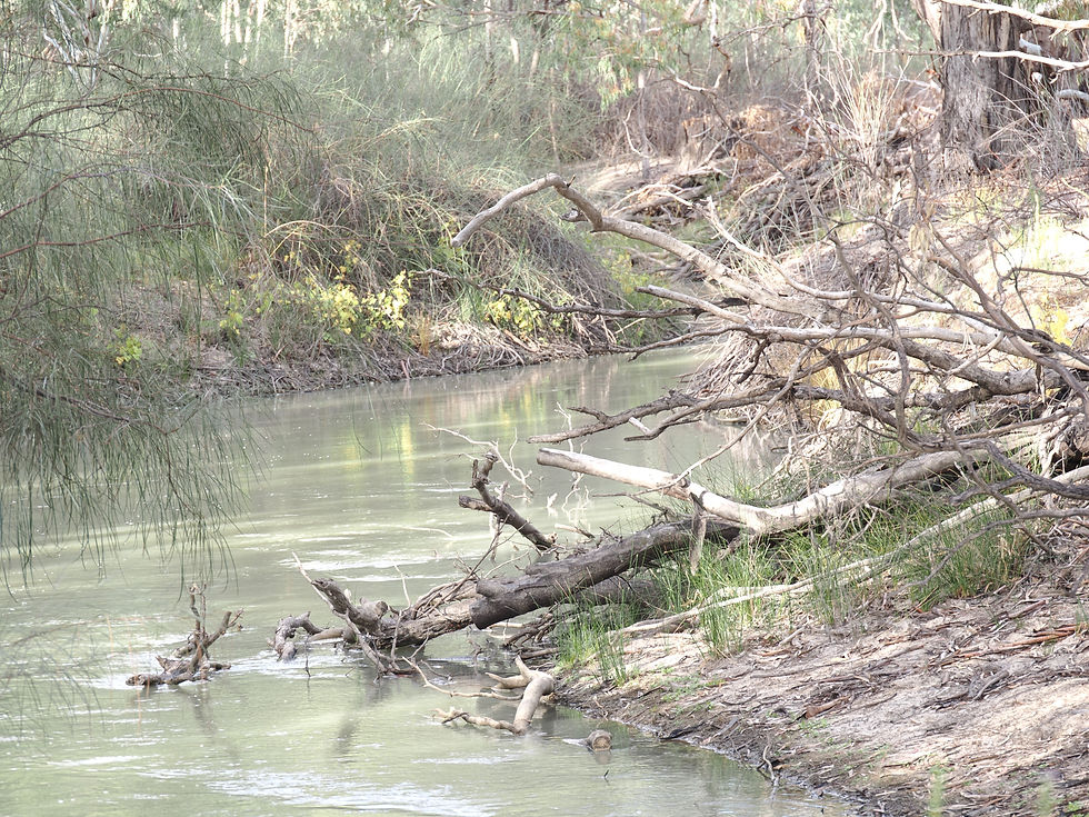 The above image is an offshoot of the River Murray, not Davies Creek