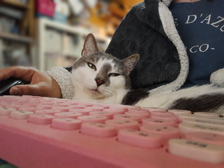 Cat sleeping on Writer's lap