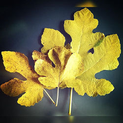 #automne #autumn #feuilles #figuier #🍁 #🍂 #🍃 #instapic #jaune #iphone6 #home #nature #naturelover