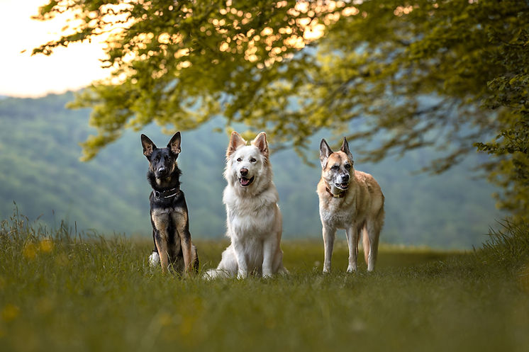headerbild-website.jpg