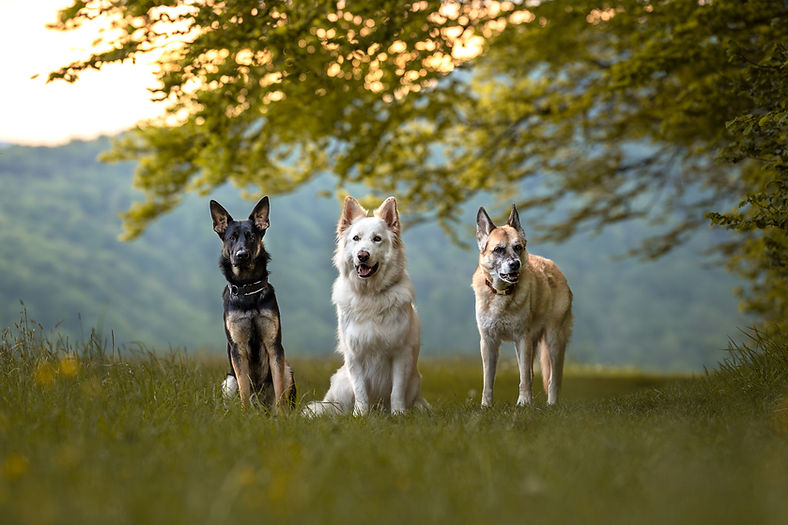 headerbild-website.jpg