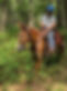 Man on mule