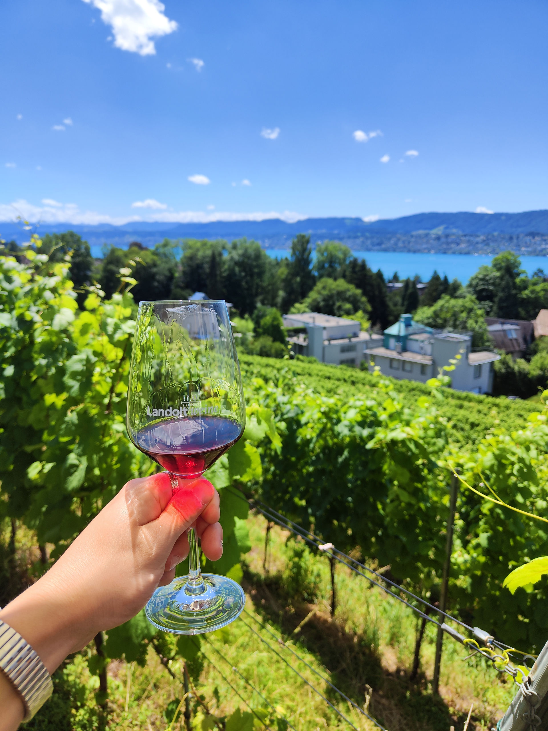 A hand holding a glass of red wine overlooking a vineyard