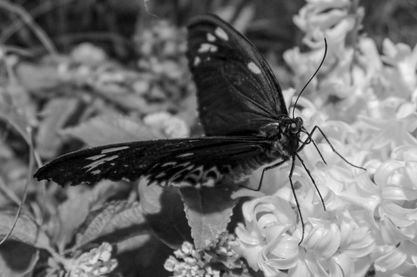 Large Butterfly Friend