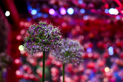 Flowers in bright Spaces