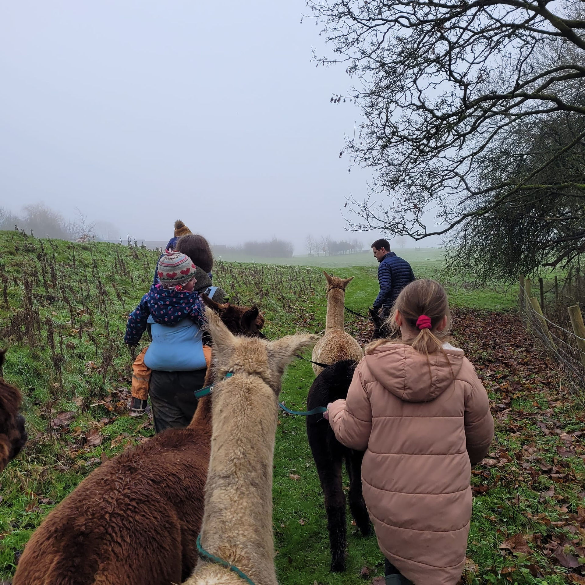 Walking alpacas in the mist