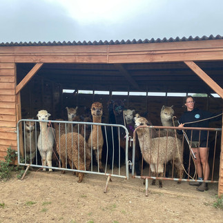 alpacas in pen waiting to be shorn