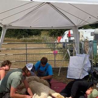 alpaca shearing 