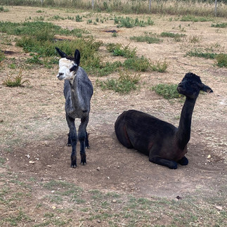 Freshly shorn alpacas Ruffian and Dolores