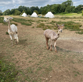 freshly shorn alpacas Melisandre and Dotty 