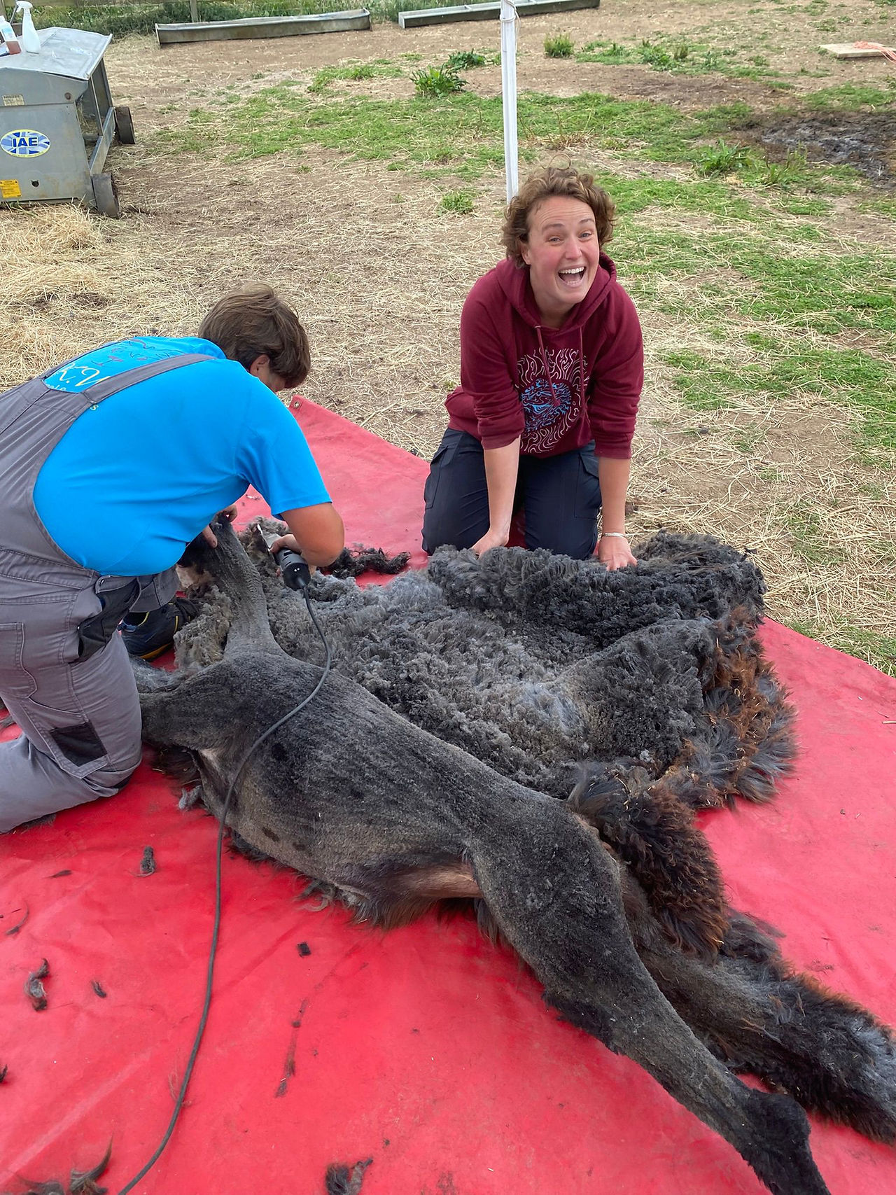 alpaca shearing and view of blanket