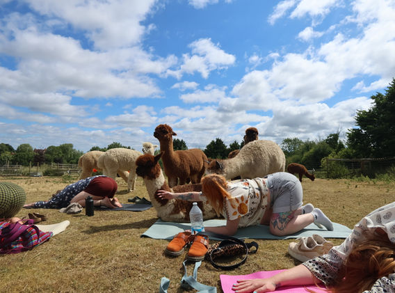 Alpaca yoga at Hideaway Wood Farm woman stroking Cookies