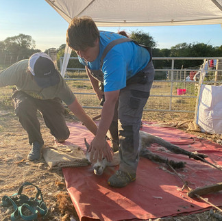 kirstie our shearer shearing Jog offering support