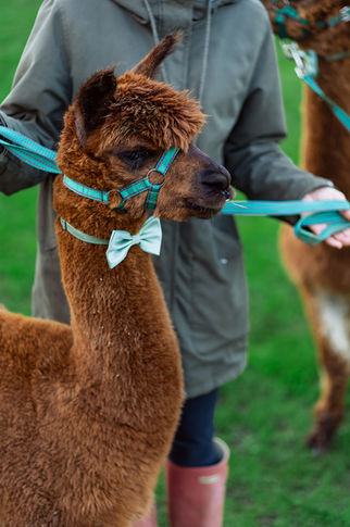 Couple with alpacas at their wedding