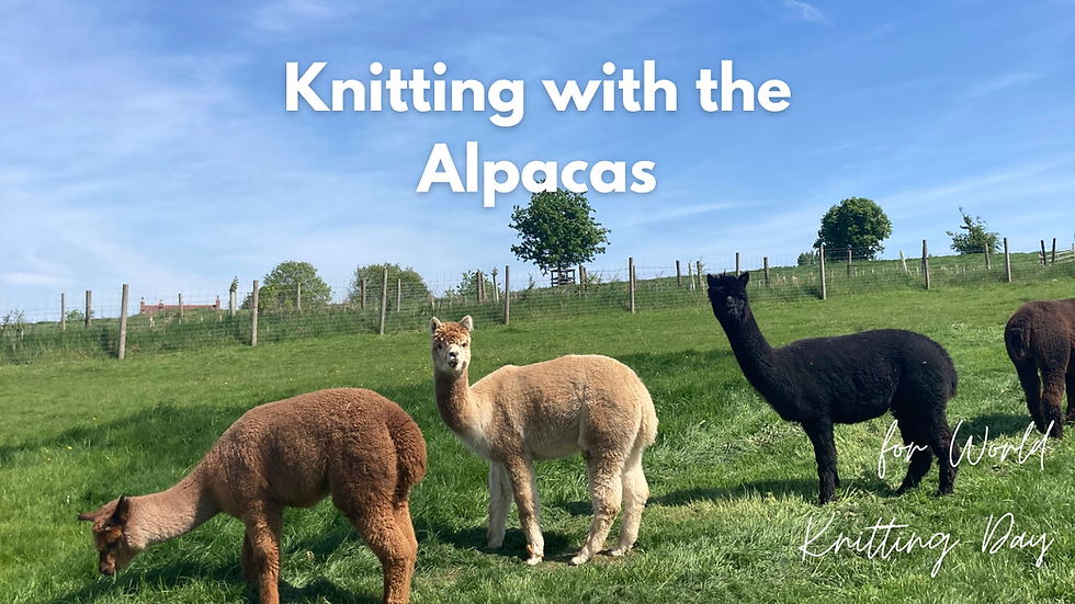 Knitting with the Alpacas In the Paddock for World Knitting Day