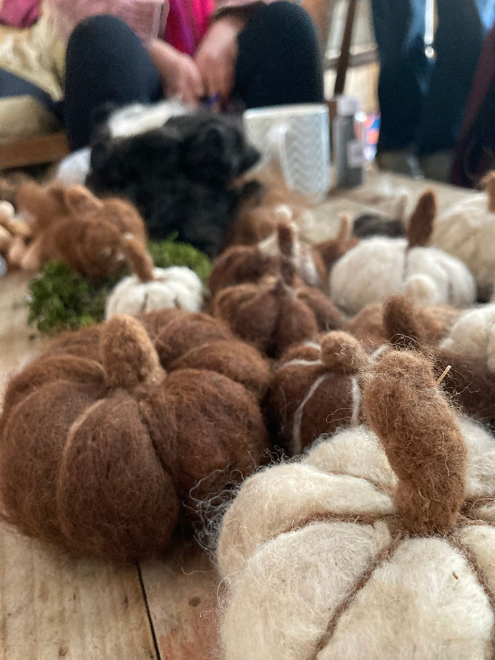 Pacas and Pumpkins - Needle felting pumpkins and alpaca meet & greet