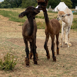 freshly shorn alpacas