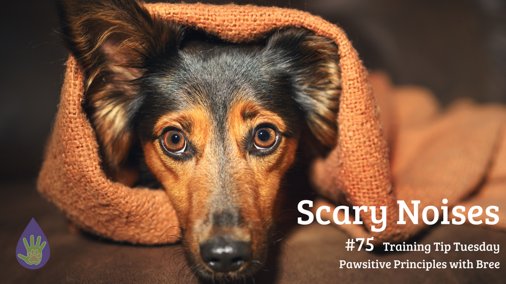 Scary Noises Noise Desensitization for Dogs
