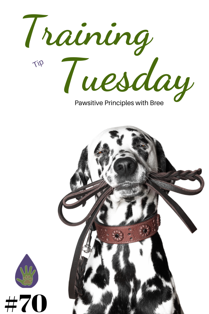 How to use a dragline when training your puppy