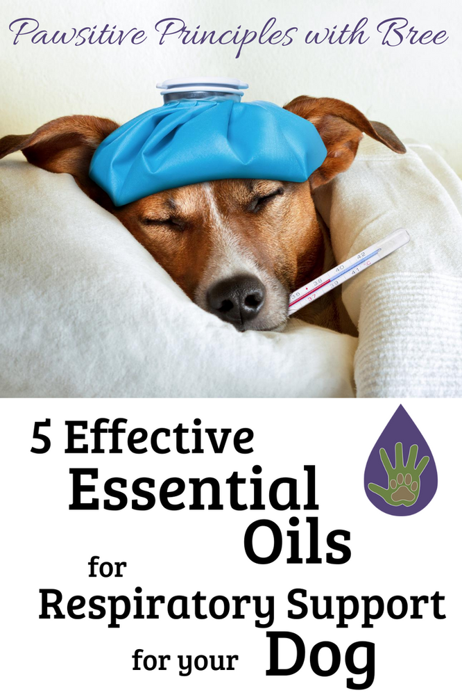 5 Effective Essential Oils for Dog Respiratory Support