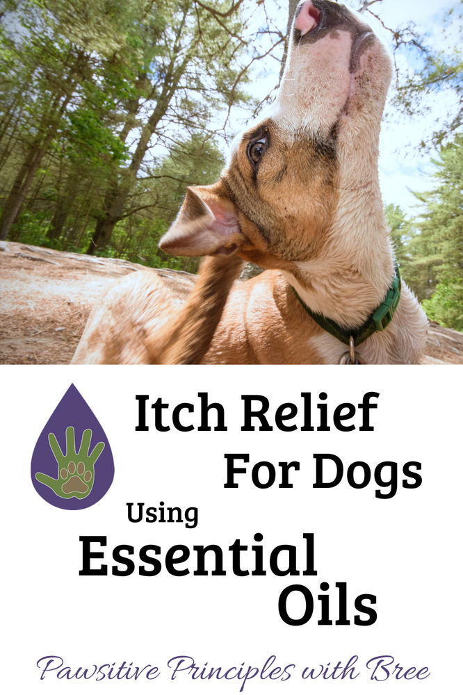 Itch Relief for Dogs Using Essential Oils