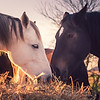 Tirage d'art de chevaux en édition limitée