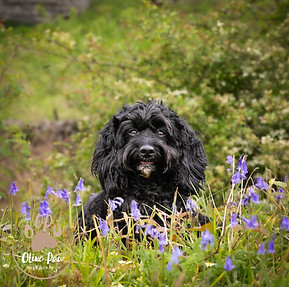 black cockerpoo in flowers