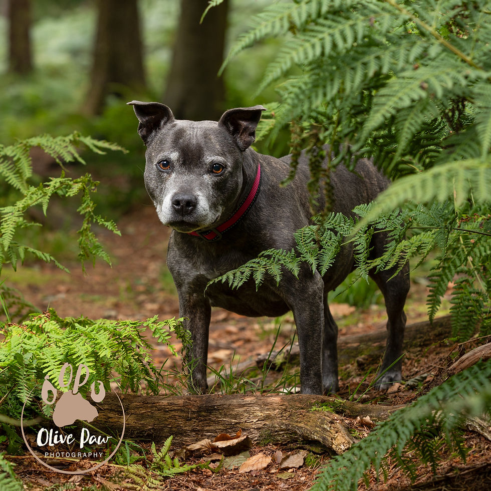 Close-up view of a dog’s face with a blurred natural background