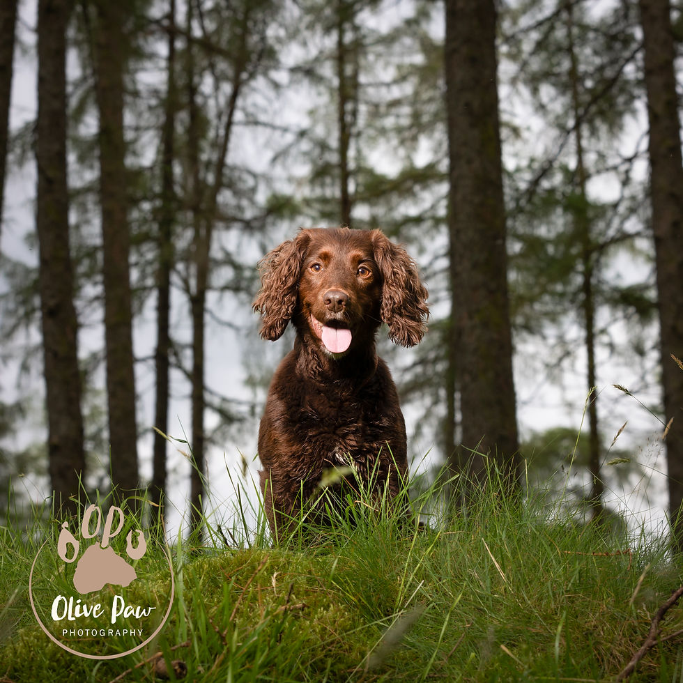 Brown cocker spaniel with tongue out sits on green grass in a forest. Trees in the background. Logo text: Olive Paw Photography, overlaid bottom left.