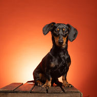 Events by shop small kendal the venue dog photography Dave Forknall