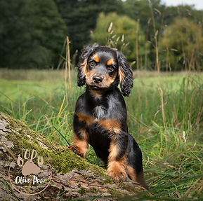 Woody-T-6.jpg