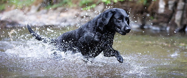 Paddy-Wilf-4.jpg