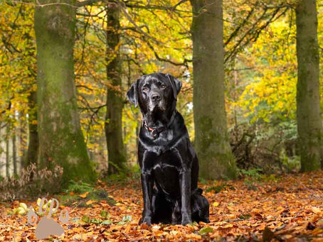 How to Keep Dogs Comfortable in Autumn Photoshoots
