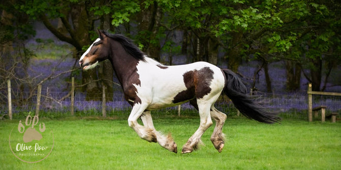 Horse action photography - bluebell woodland
