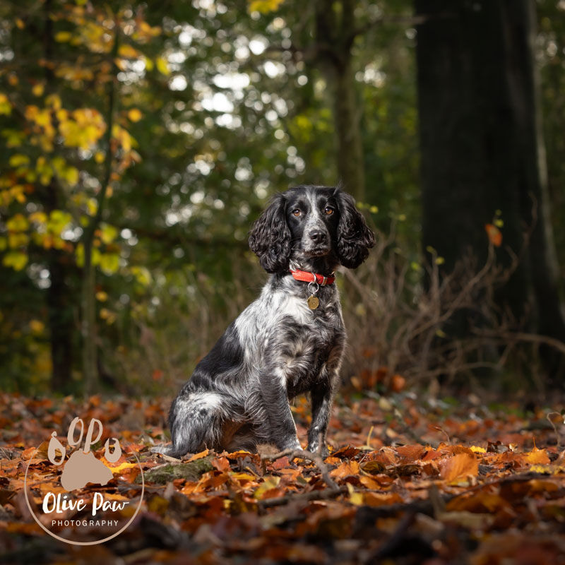 Black and white cocker spaniel in Lake District woodland in autumn