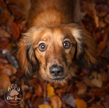 Long haired dachshund autumn kendal lake district