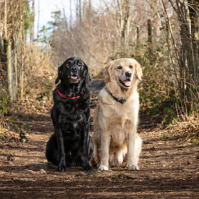 Buddy&Mabel-1.jpg