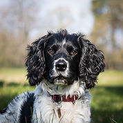Toby-2.jpg