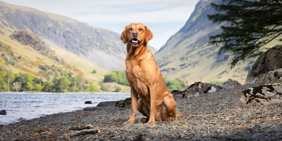 Woody the fox red Labrador at Buttermere, Lake District