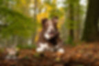 Brown and white border collie in autumnal Lake District woodland
